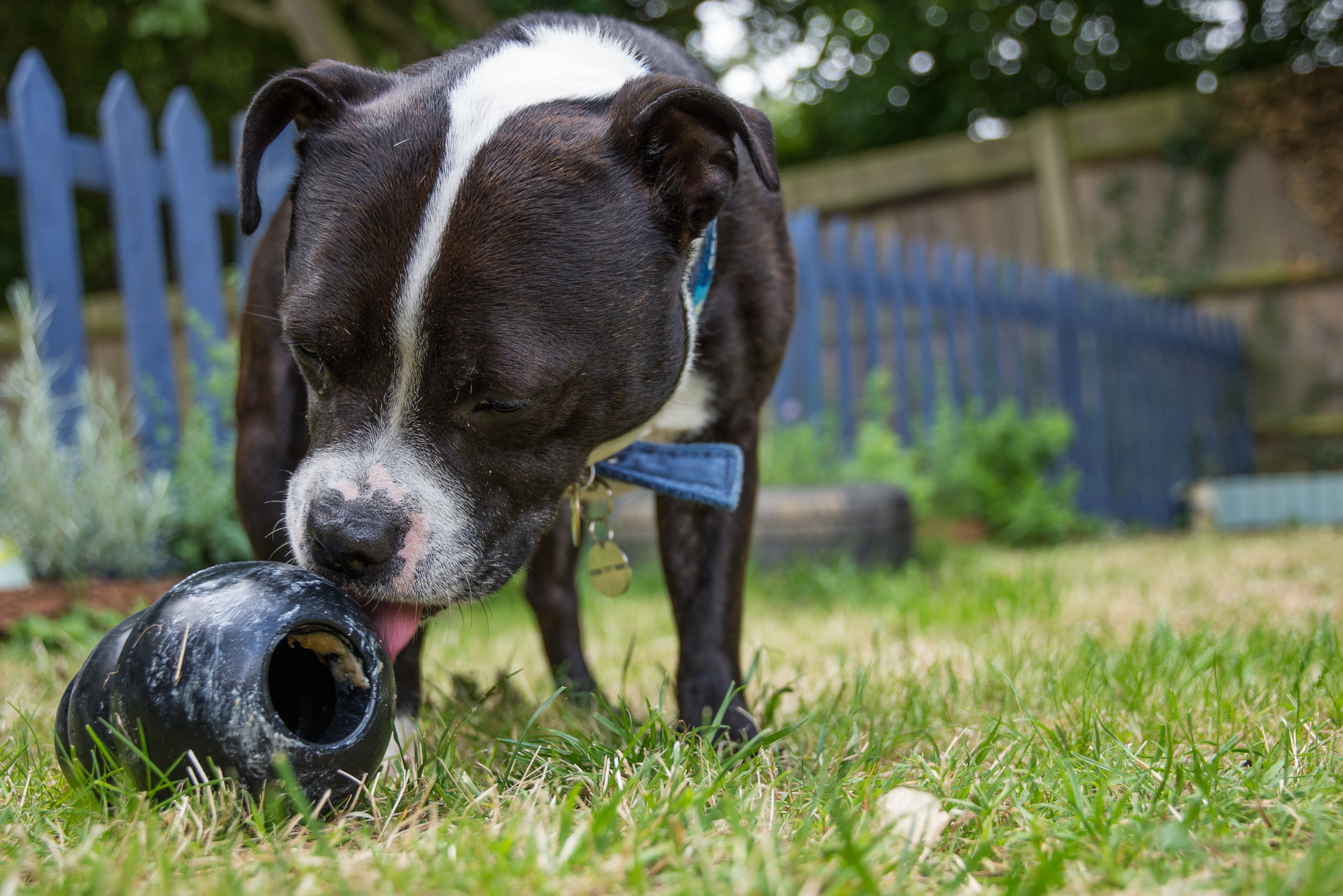 Feeding peanut clearance butter to dogs